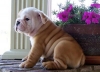 -AKC-registered-English-bulldog-puppies-ready-to-go