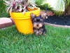 Christmas-Teacup-Yorkie-Puppies-For-Adoption