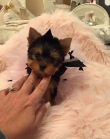 Male-and-female-yorkie-puppies